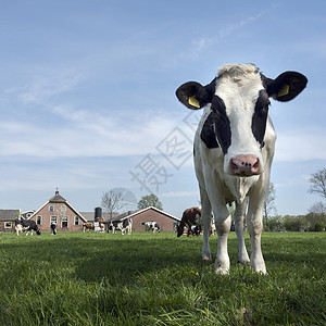 在蓝天空下的绿色草地中发现牛群靠近乌特勒希在无地内以平方形背景为农场发现牛群图片