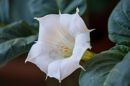 有花的刺杯曼陀罗焓高清图片