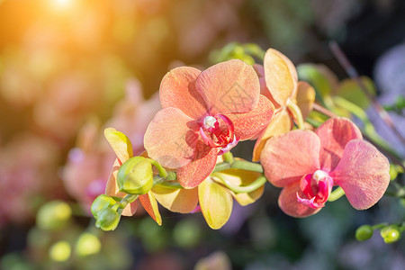 兰花园兰花在园中冬季或春日用于明信片美容和农业设计背景