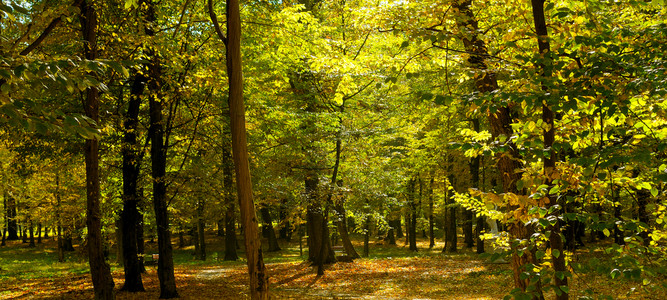 秋天公园和日落阳光照耀着树上的黄色叶子图片