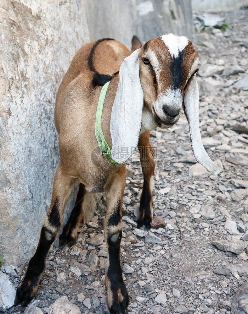 长耳朵的年轻努比亚山羊图片