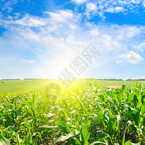绿色的玉米田和明亮日出与蓝色天空农业景观图片