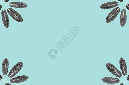 5个叶黑白skecth用于设计工作的糊面蓝色背景图示图片