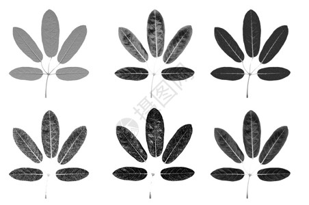 5个叶黑白skecth插图形白色背景上隔离的不同纹理细节背景图片