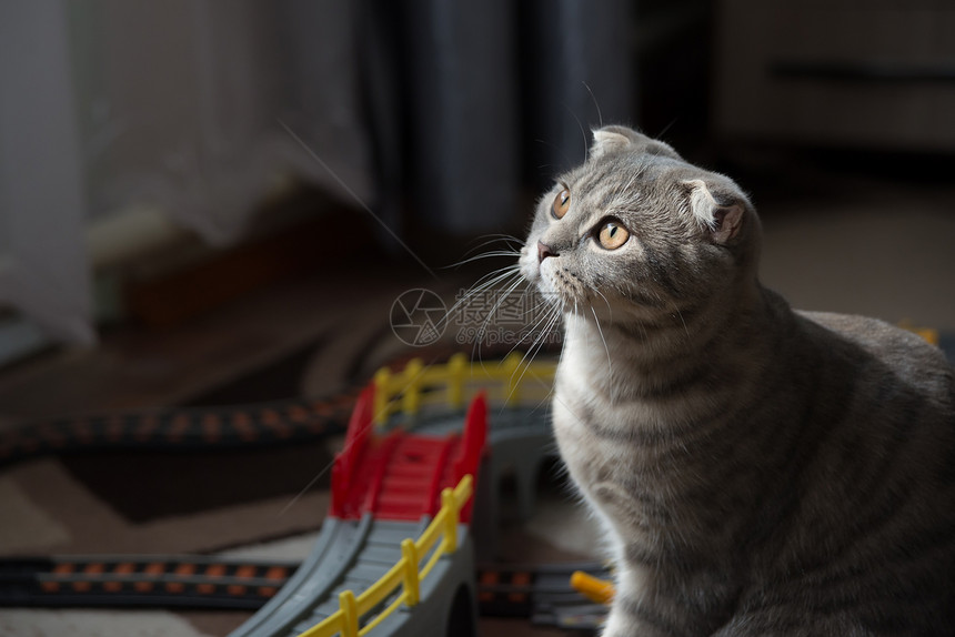 灰色苏格兰折叠猫背光的近视肖像图片