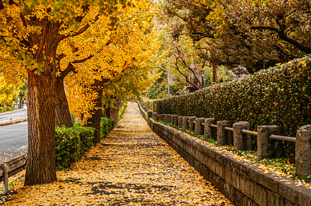 秋天Jinguaenvue附近的行人道背景图片