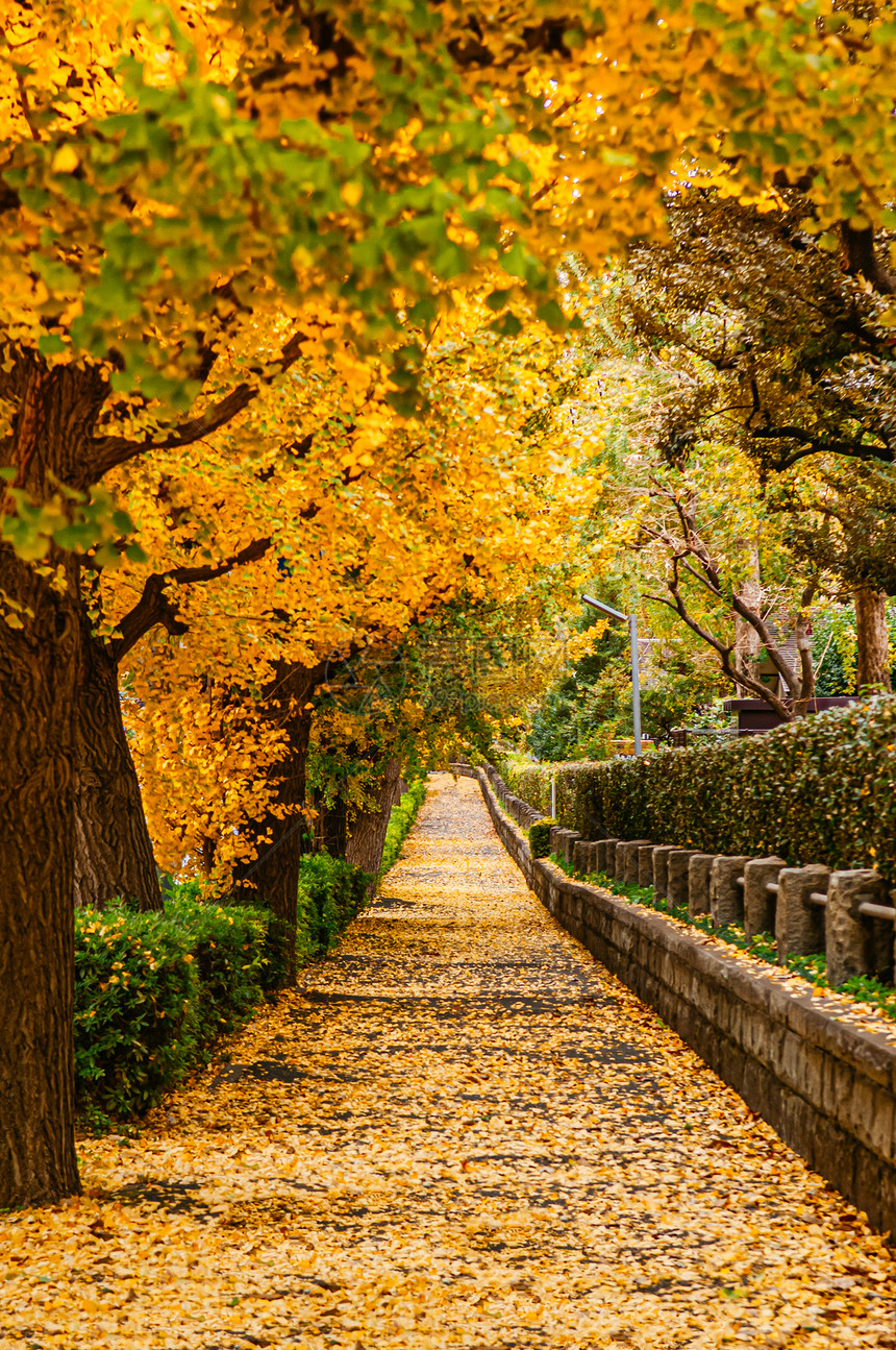 秋天在Jinguaenvue附近的toky黄色ginko树隧道图片