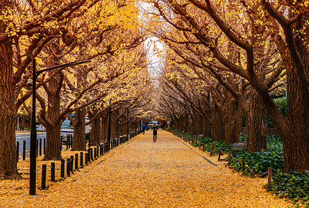 秋天Jinguaenvue附近的行人道背景图片