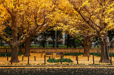 伊科秋天在青楼凯恩街jinguchaienwy两张长座东京公园或户外自然空间的美丽季节变化背景