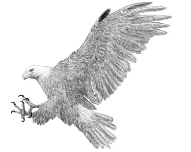 白背景插图上秃鹰登陆攻击手画黑线草图图片