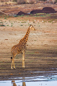 博纳法西奥非洲南部Kruge公园的长颈鹿非洲南部Kruge公园的长颈鹿庭背景
