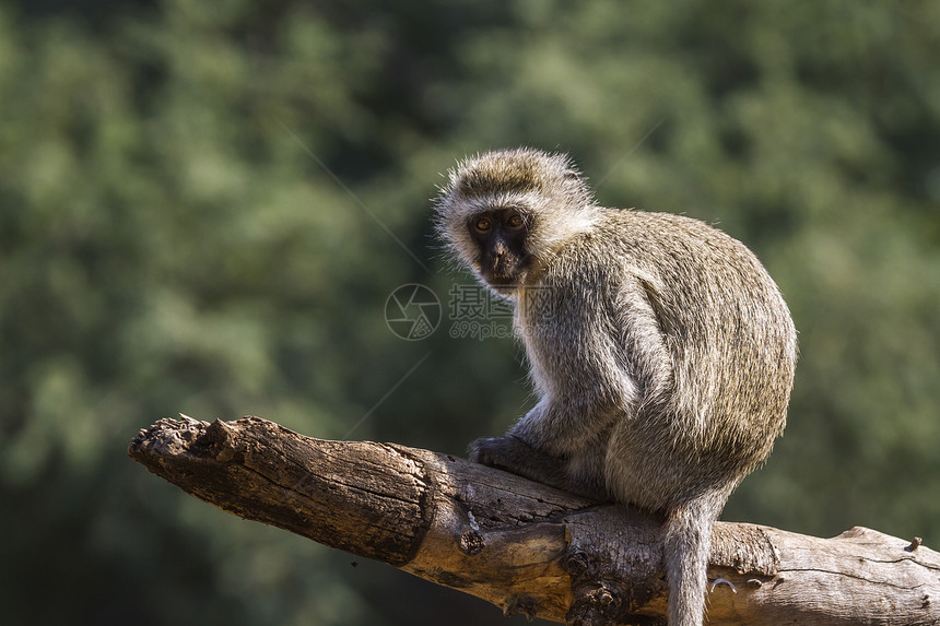 非洲南部Kruge公园的动脉猴子非洲南部Kruge公园的ceropitheda杂草类猴子非洲南部Kruge公园的动脉猴子图片
