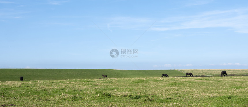 在达特克州的薯条兰一片全景中蓝天下有马的草原景观图片