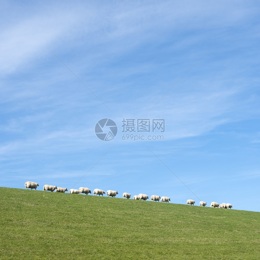 蓝天下白羊在该国北部杜特奇省薯条兰草堤坝上图片
