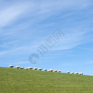 蓝天下白羊在该国北部杜特奇省薯条兰草堤坝上背景图片