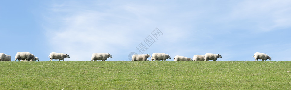 蓝天下白羊在该国北部杜特奇省薯条兰草堤坝上背景图片