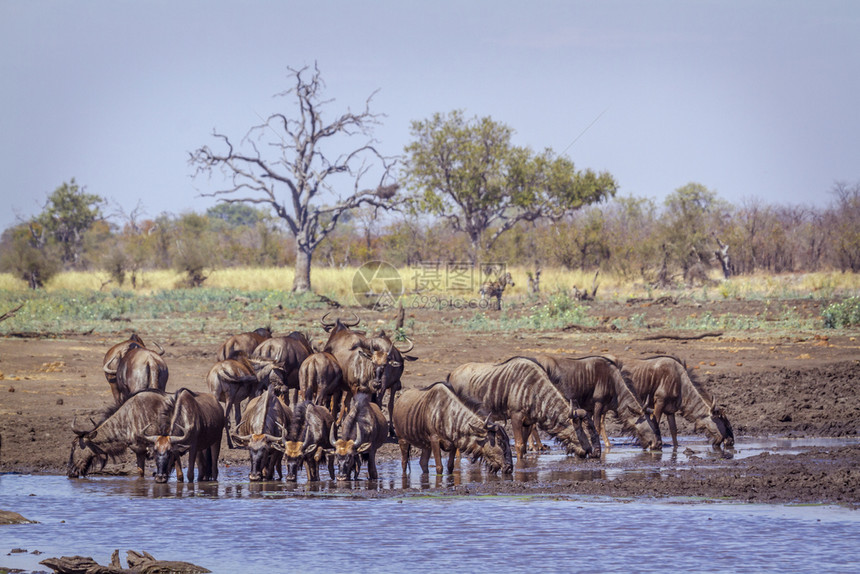 非洲南部Kruge公园的蓝野马非洲南部Bovidae的Bonchaetsurins家庭图片