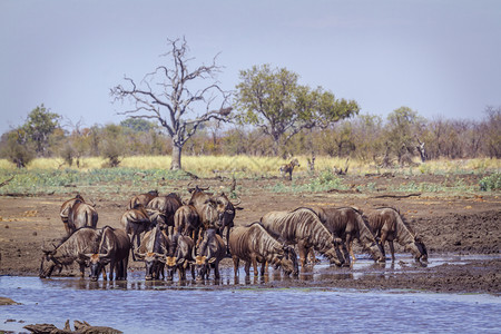 野生动物np公司非洲南部Kruge公园的蓝野马非洲南部Bovidae的Bonchaetsurins家庭背景