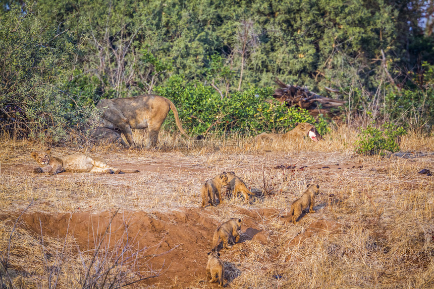 Kruge公园中的非洲狮子南部felida的SpciPanthrlo家庭图片