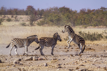 纳拉伯平原非洲南部Kruge公园中的平原斑马非洲南部Kruge公园中的平原斑马背景
