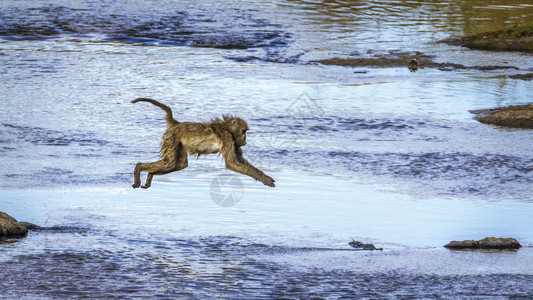 查克玛狒狒游猎莫桑比克高清图片