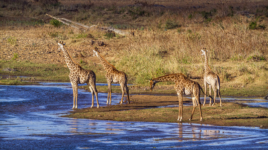 博纳法西奥非洲南部Kruge公园的长颈鹿非洲南部Kruge公园的长颈鹿庭背景