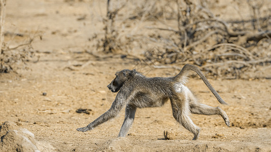 查克玛狒狒哺乳动物斯库库扎高清图片
