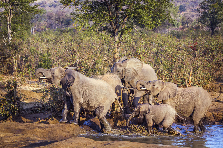 南非洲Kruge公园的非洲灌木大象家族的灌木大象南部Kruge公园的非洲灌木大象图片