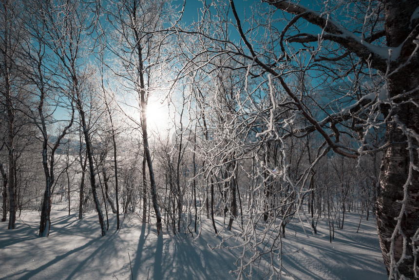 山的冬天早晨树木在寒冷林中图片