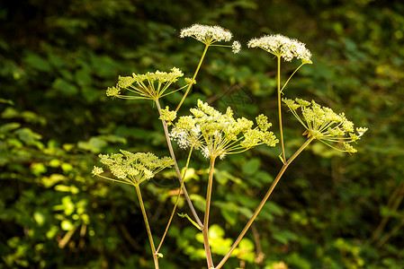 萨维斯坦安其莉卡夏季有花的药用草背景
