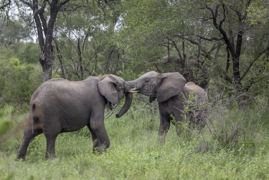 在非洲南部的Kruge公园战斗的两头非洲灌木大象家族的Speiloxdntafricn家庭图片