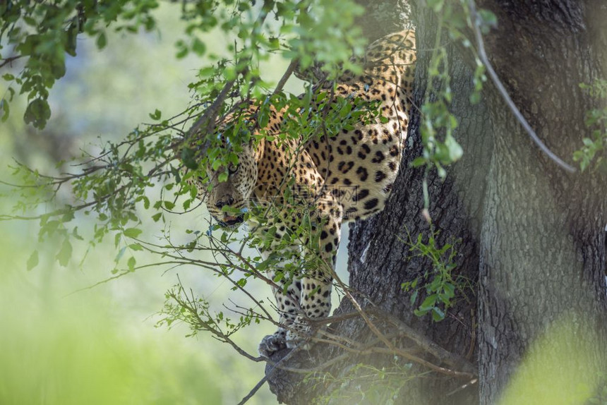 在非洲南部的Kruge公园中跳下一棵树非洲南部的felida的SptiPanhrpdus家庭图片