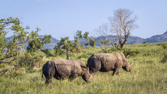 南部非洲Kruge公园绿色山景中的南白犀牛部非洲Kruge公园中的南白犀牛部非洲Kruge公园中的南白犀牛图片