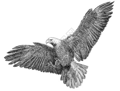 涂鸦鹰头白背景插图上的黑线草背景