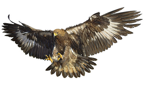 金鹰素材金鹰飞手画白背景插图上的彩色背景