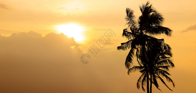 明亮的日落和棕榈树暗影背对天空图片