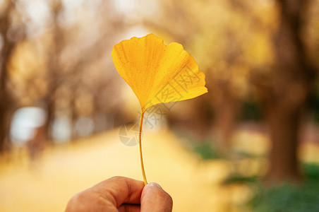 伊科一只黄色秋天美丽的金果叶一只手与树隧道背景天然草药植物用于医学或季节变化概念背景