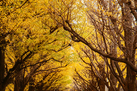 秋天Tikyo富饶的黄金果树图片