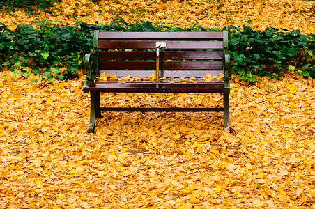 秋时满地和老旧木板公园或户外自然空间的美丽季节变化图片