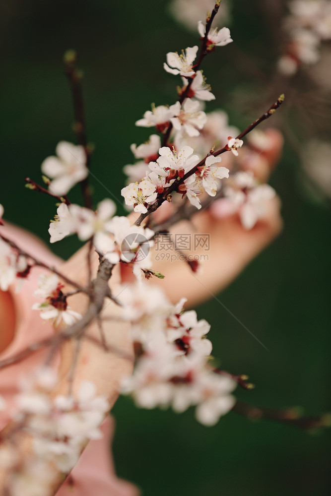 春樱花粉红色樱杏仁图片