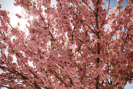 菊花朵在草地的樱萨库拉桃树春花萨库拉束的树朵在草地的樱春图片