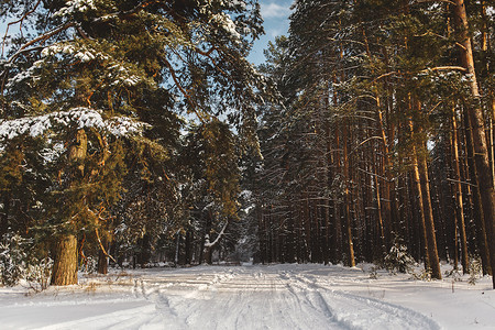 美丽的松林被冬季的雪花覆盖图片