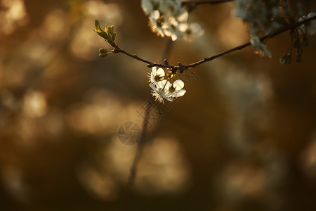 春樱花白季节花图片