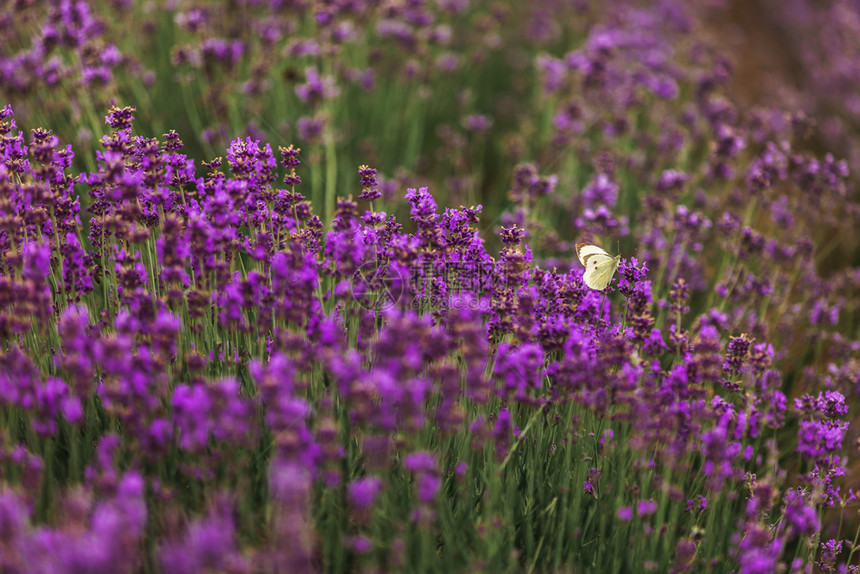 紫罗兰花朵图片