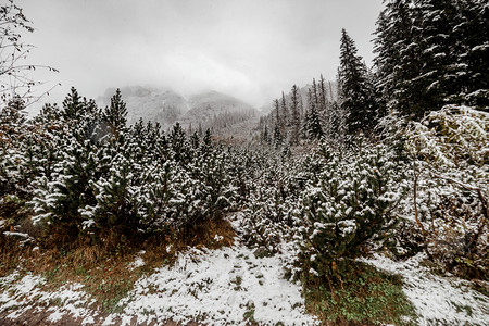 冬天的雪树季图片