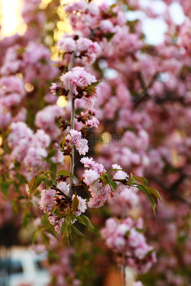 树枝的灌木丛有粉红色花的泉水树枝有粉红色花的泉水美丽粉红色花樱图片
