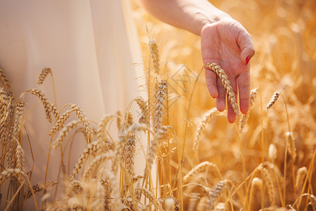 手抚摸耳朵散步场金麦穿着白衣服的女孩在田里背景图片