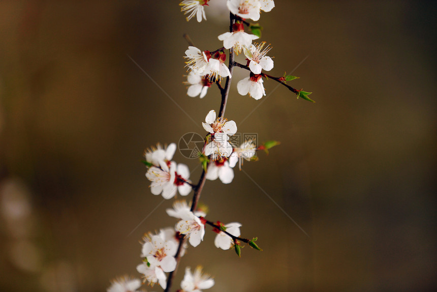 春樱花粉红色樱杏仁图片