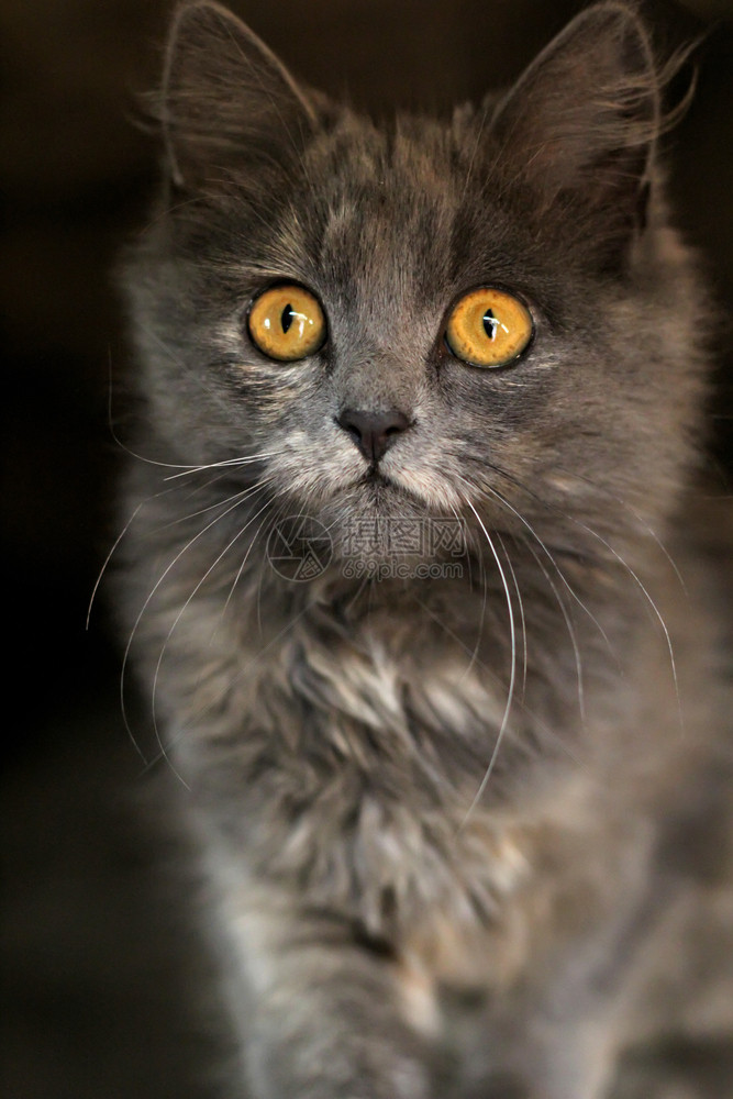 灰猫眼睛穿透的灰猫眼睛有的灰猫选择焦点美丽灰猫图片