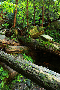 科尔福德山地覆盖岩石和落下的树木山地覆盖了古老的林地山覆盖了岩石和落下的树木背景